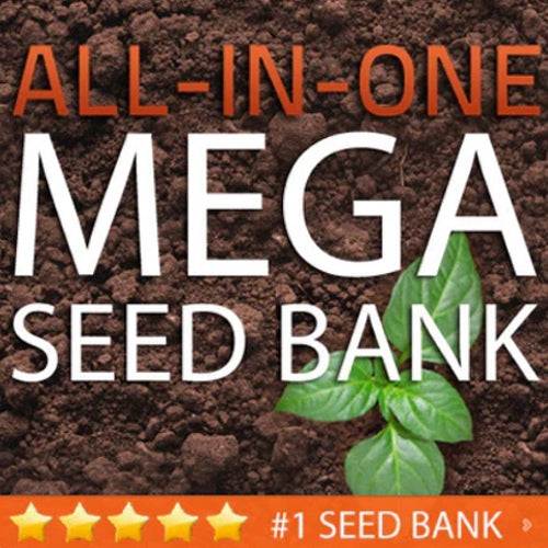 The opened SeedsNow MEGA SEED BANK vault with packets for each seed variety
