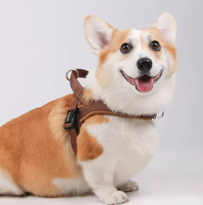 Smiling corgi wearing a brown padded harness with a black side-release buckle and a metal D-ring