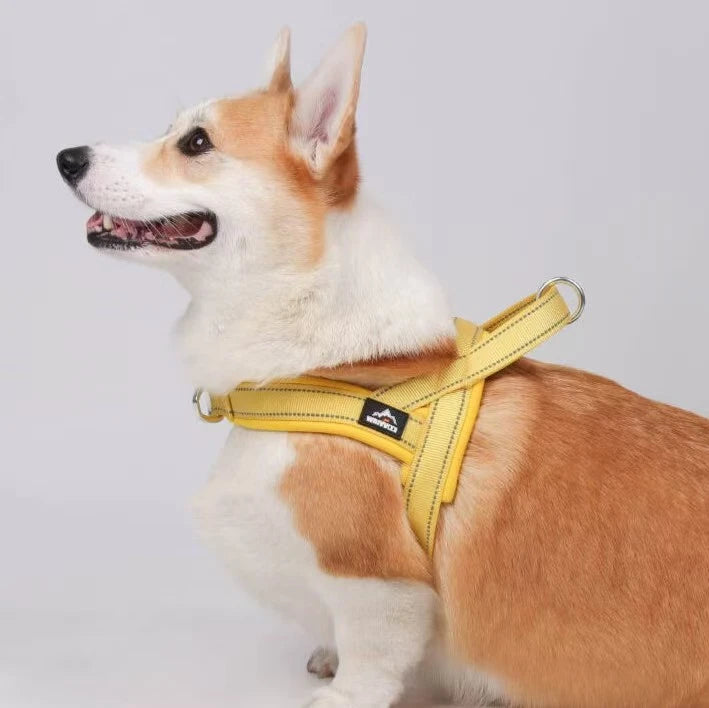 Corgi in profile wearing a yellow padded harness with reflective stitching and a metal ring on the back
